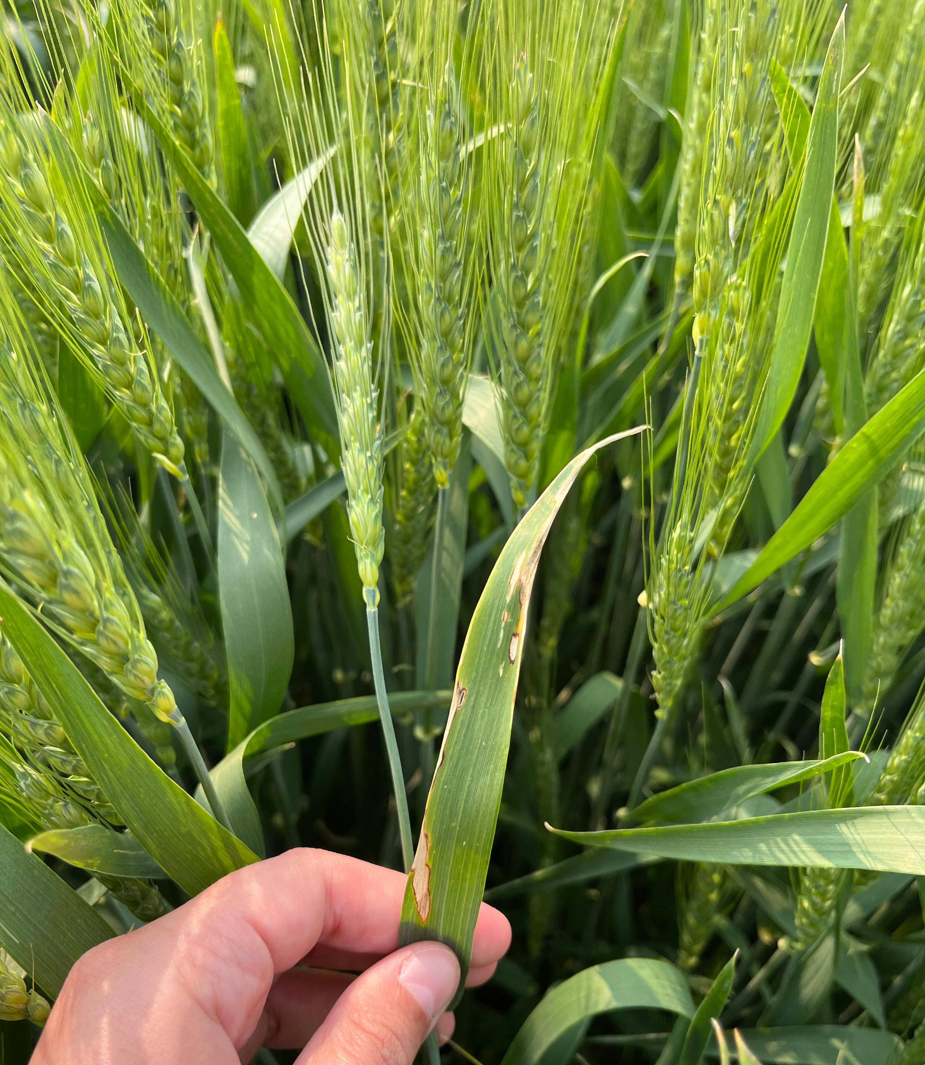 A hand holding the base of a leaf plant that's growing amongst other wheat.